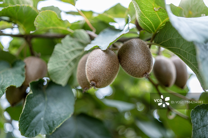 绿色食品猕猴桃图片素材