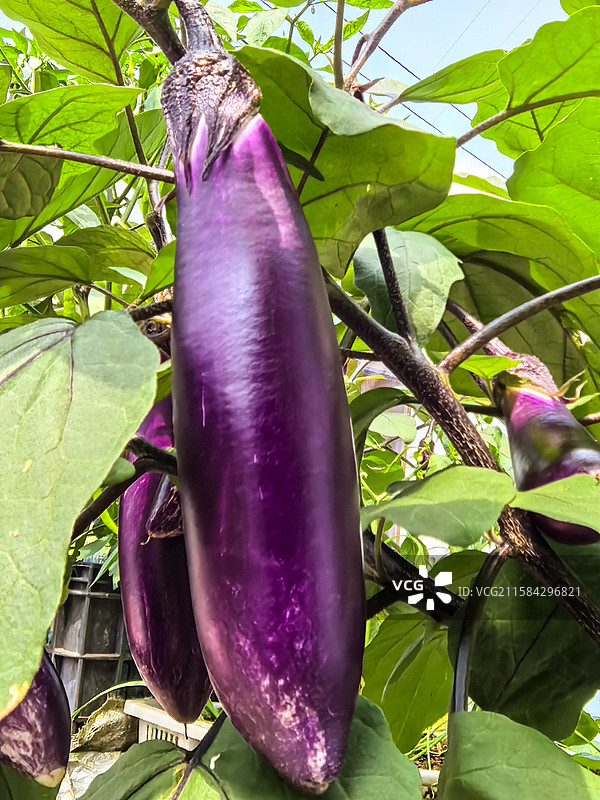 有机健康石材茄子图片素材