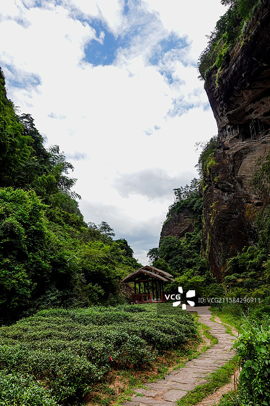 福建武夷山大红袍景区景色茶树梯田三坑两涧慧苑坑图片素材
