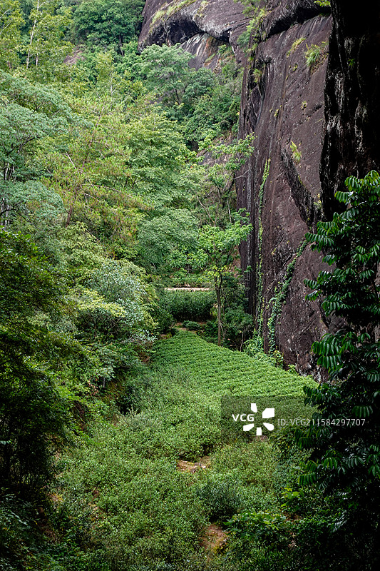 福建武夷山大红袍景区景色茶树梯田三坑两涧慧苑坑图片素材