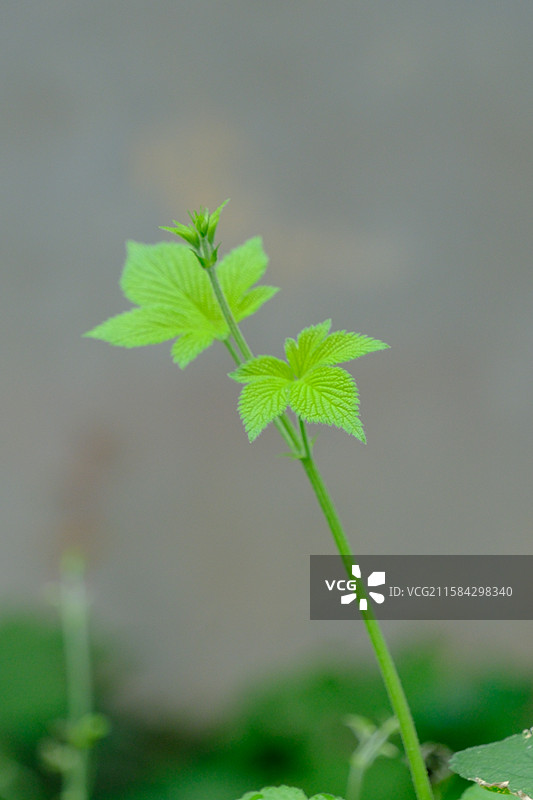 灰色背景下的拉拉秧。葎草。绿色植物设计素材图片素材