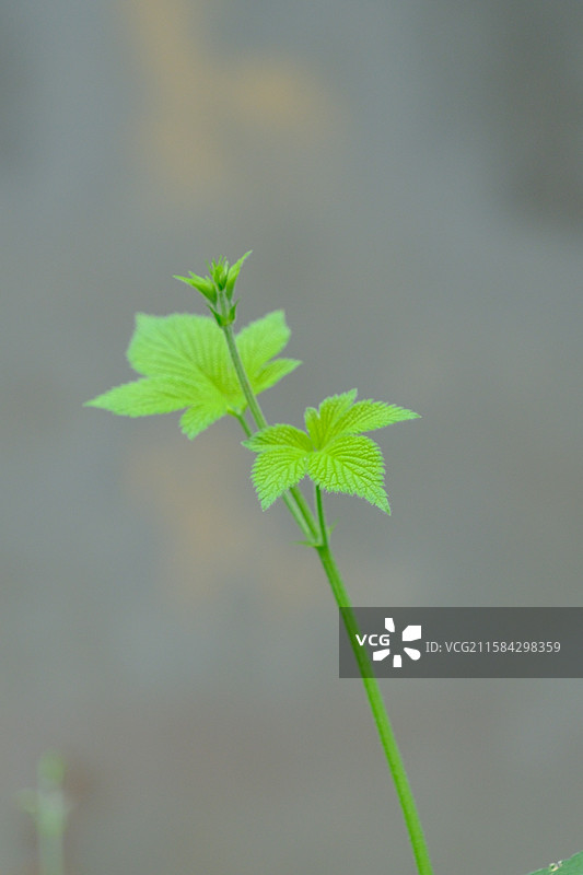 灰色背景下的拉拉秧。葎草。绿色植物设计素材图片素材