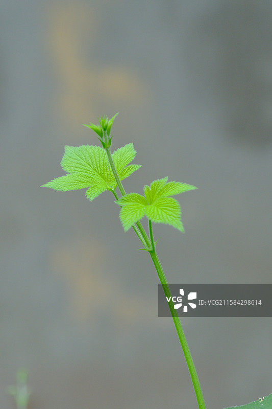 灰色背景下的拉拉秧。葎草。绿色植物设计素材图片素材