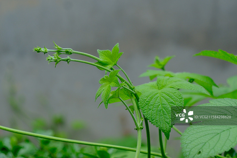 灰色背景下的拉拉秧。葎草。绿色植物设计素材图片素材