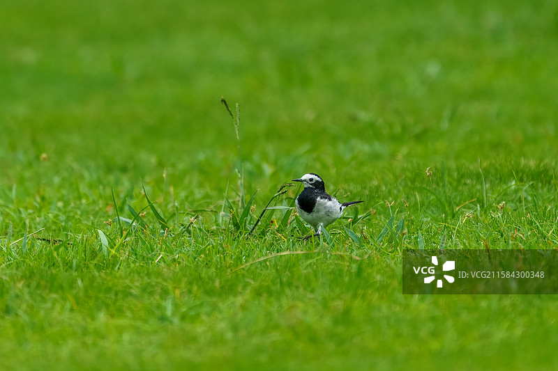 成都市天府新区南湖公园中的白鹡鸰图片素材