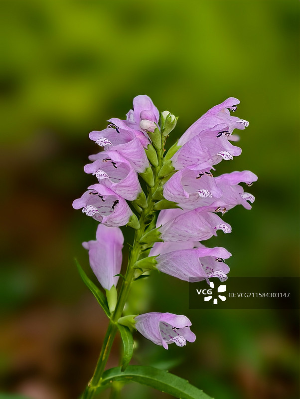 随意草图片素材