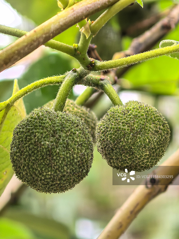 中国山东泰安市泰山空中观景塔景区的楮树构树，楮树国楮树花。构树果构树花图片素材