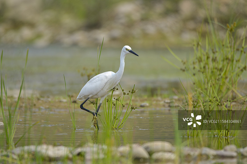 湿地浅滩，白鹭伫立，白羽素洁，长喙灵动，于水间勾勒出生态的优雅与自然的宁静 。图片素材
