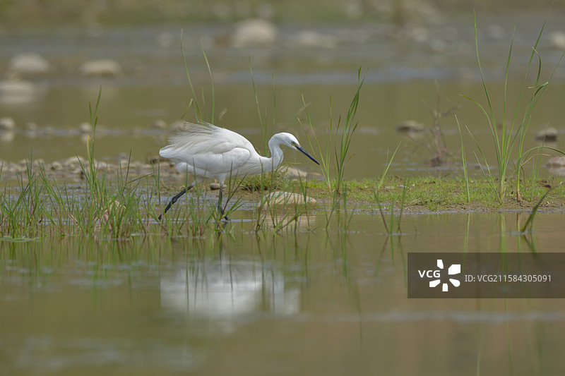 湿地浅滩，白鹭伫立，白羽素洁，长喙灵动，于水间勾勒出生态的优雅与自然的宁静 。图片素材