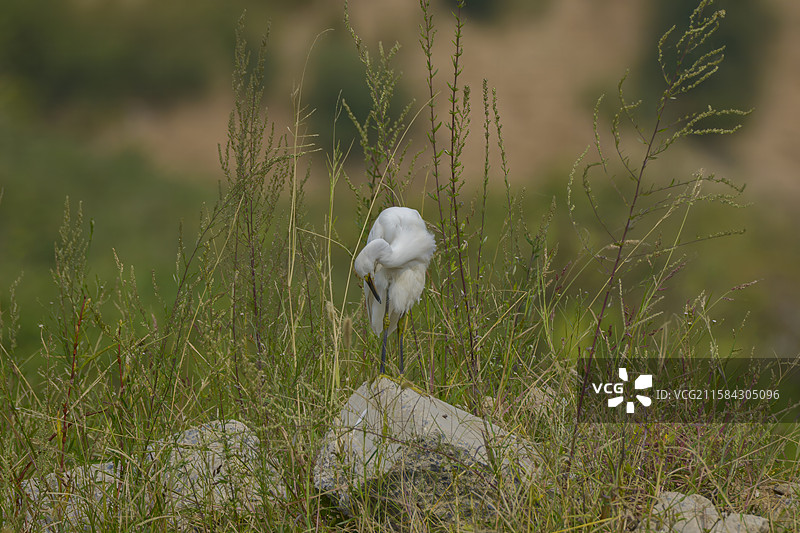 湿地浅滩，白鹭伫立，白羽素洁，长喙灵动，于水间勾勒出生态的优雅与自然的宁静 。图片素材
