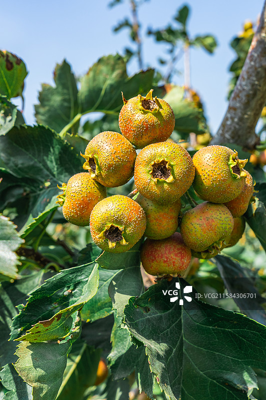 中国水果果树拍摄拍摄主题，山楂树上结出绿色的红色的山楂果实，户外白昼无人图像摄影图片素材