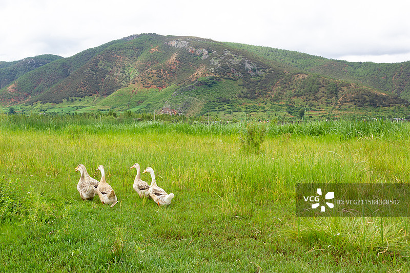 乡村田园散养土鸭子图片素材