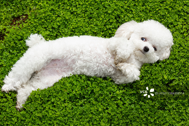 可爱白色泰迪小狗宠物图片素材