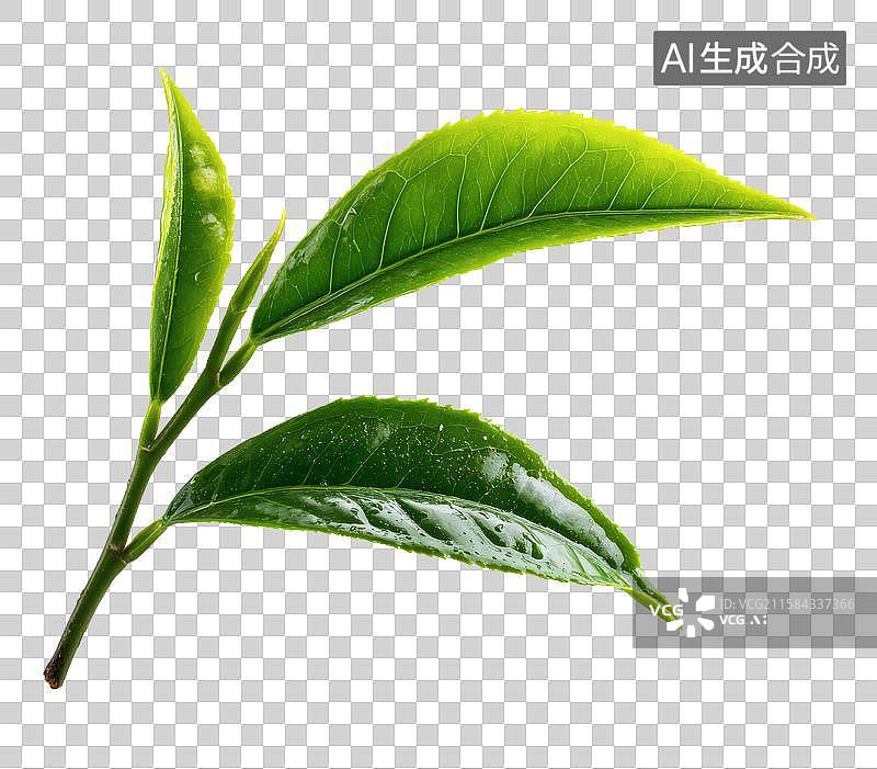 【AI数字艺术】带露珠的新鲜绿茶叶片特写图片素材