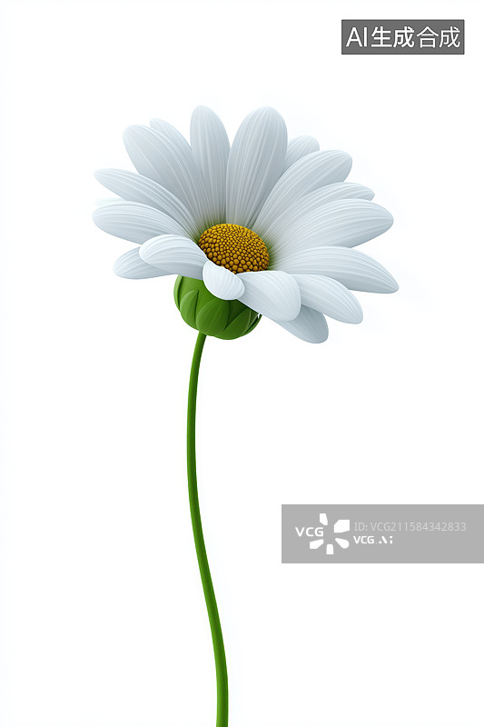 【AI数字艺术】白色背景上的单朵雏菊图片素材