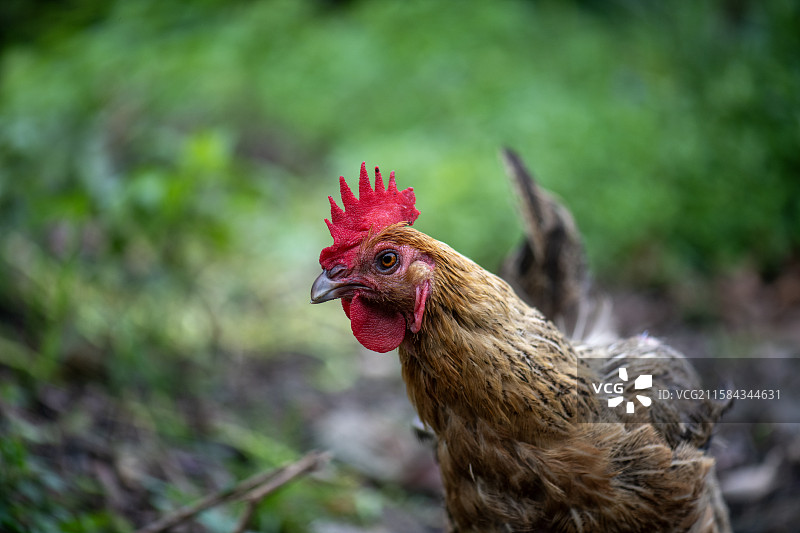 鸡图片素材