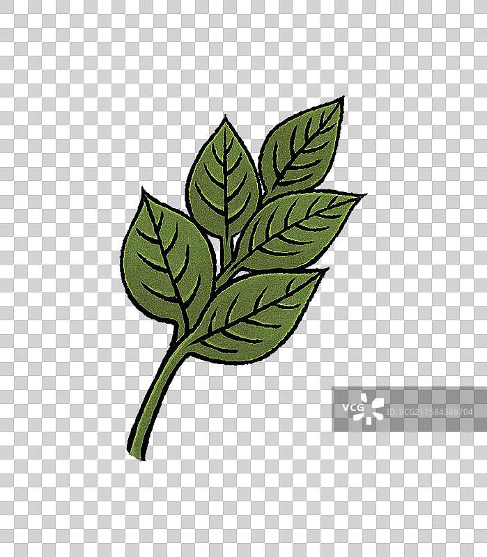 柚子叶插画元素，转运去晦气柚子叶图片素材