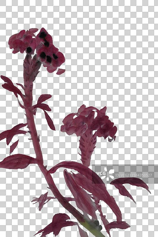 水墨植物 鸡冠花 花图片素材