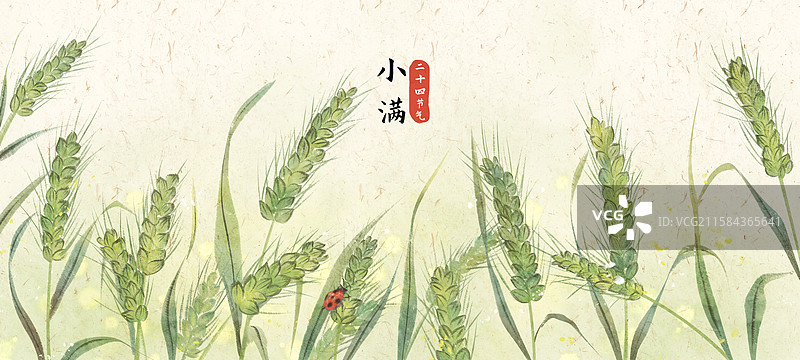 小满节气小麦图片素材