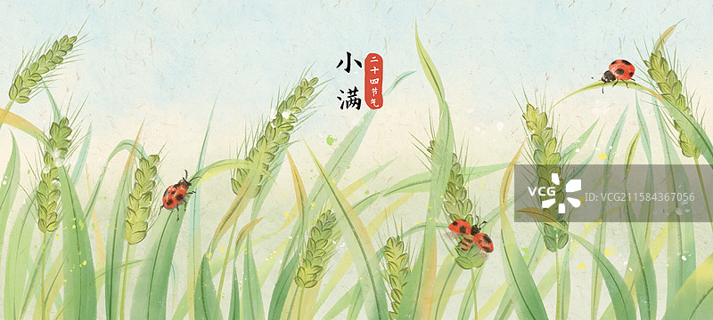 小满节气小麦图片素材
