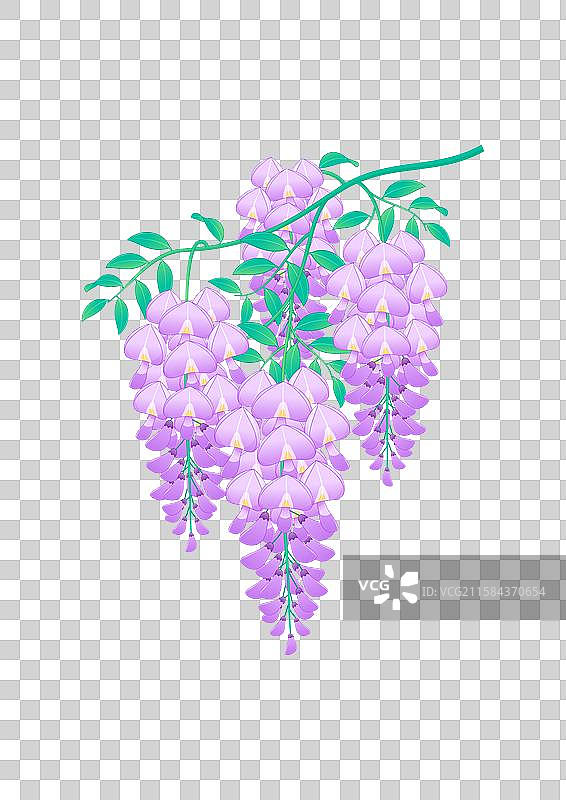 中国二十四节气谷雨花卉紫藤花元素插画图片素材