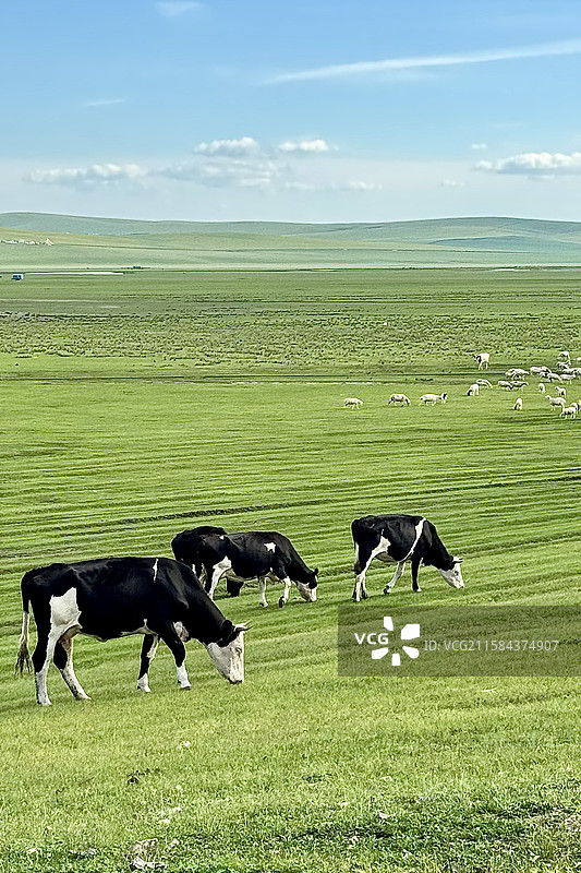 牛在呼伦贝尔大草原吃草图片素材