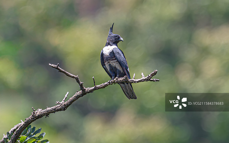 黑冠鹃隼图片素材
