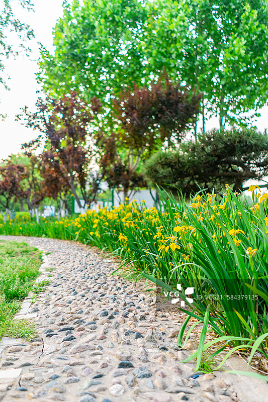 中国城市道理和野生植物拍摄主题，延伸的人行道和绿色的花坛和草坪，盛开的黄菖蒲，户外无人图像摄影图片素材