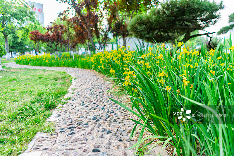 中国城市道理和野生植物拍摄主题，延伸的人行道和绿色的花坛和草坪，盛开的黄菖蒲，户外无人图像摄影图片素材