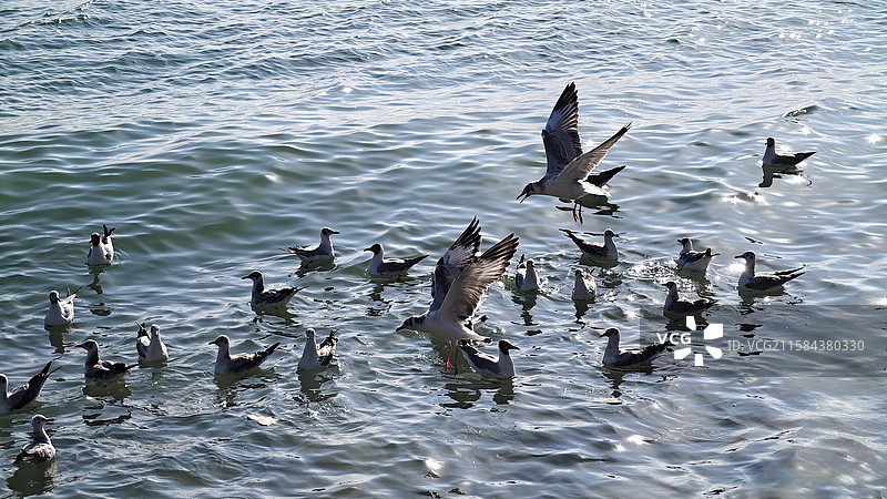 青海湖·东格尔观景台·海鸥图片素材