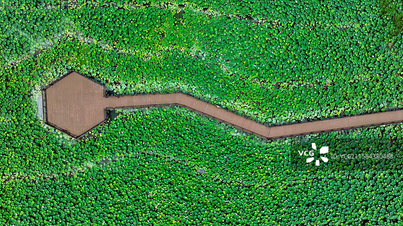 苏州重元寺荷花池图片素材