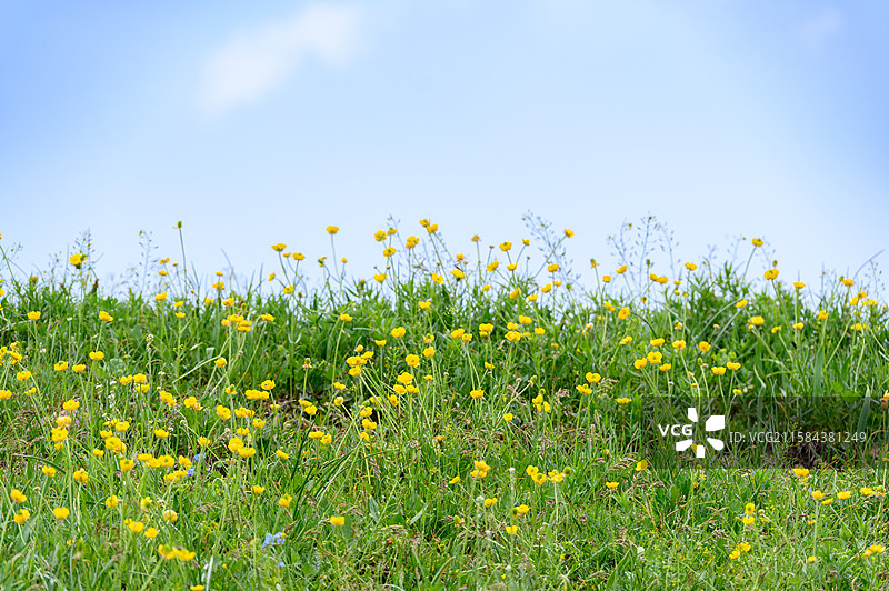 春天草原上蓝天下盛开的金黄色毛茛花图片素材