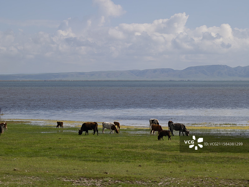 青海湖·牧牛图片素材