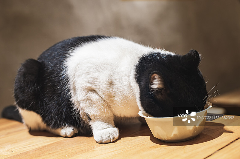 中国野生动物拍摄主题，地面上躺着一只白色黑色相间的猫咪正在吃猫粮，室内无人图像摄影图片素材
