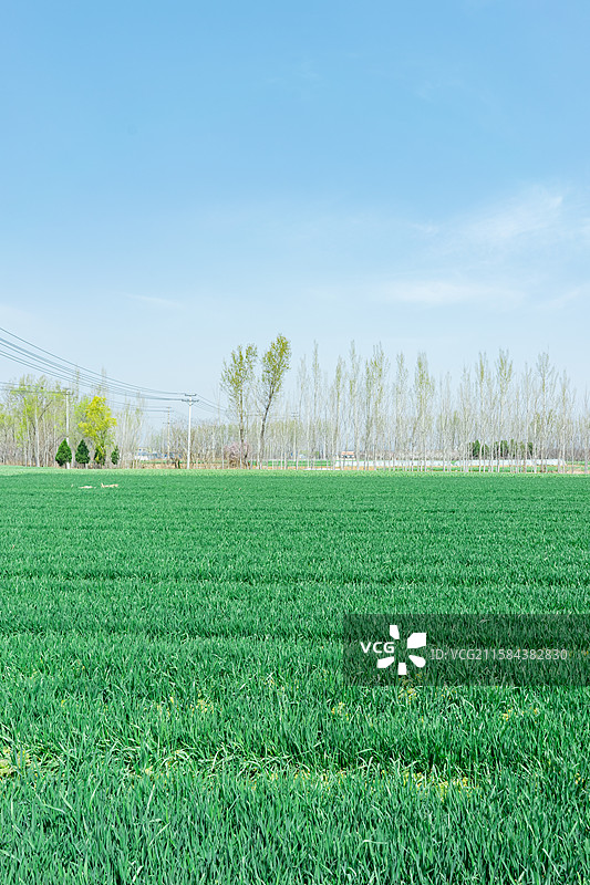 中国野生植物和野外植物拍摄主题，春天田地里生长出一片绿色的小麦麦田，户外白昼无人图像摄影图片素材