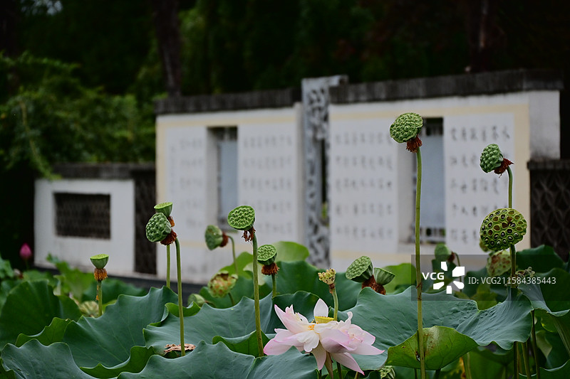 关于沣东荷苑的荷花和荷叶图片素材