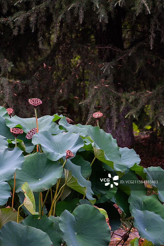 关于沣东荷苑的荷花和荷叶图片素材
