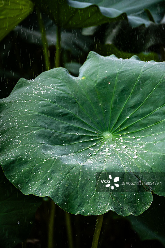 关于沣东荷苑的荷花和荷叶图片素材