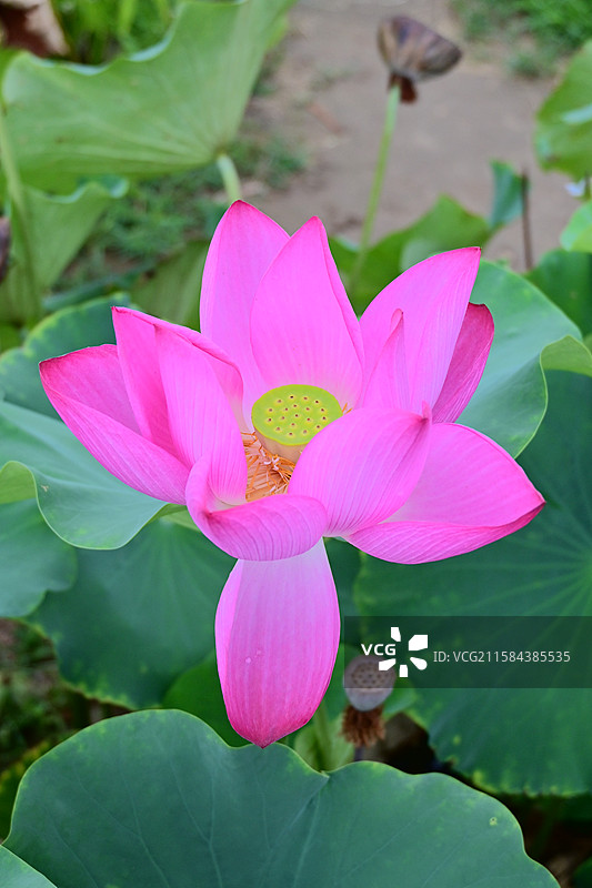 关于沣东荷苑的荷花和荷叶图片素材