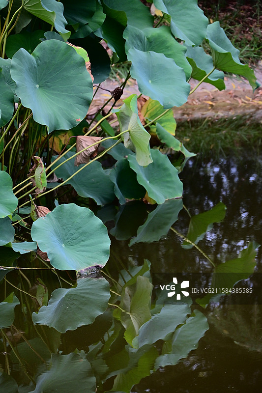 关于沣东荷苑的荷花和荷叶图片素材