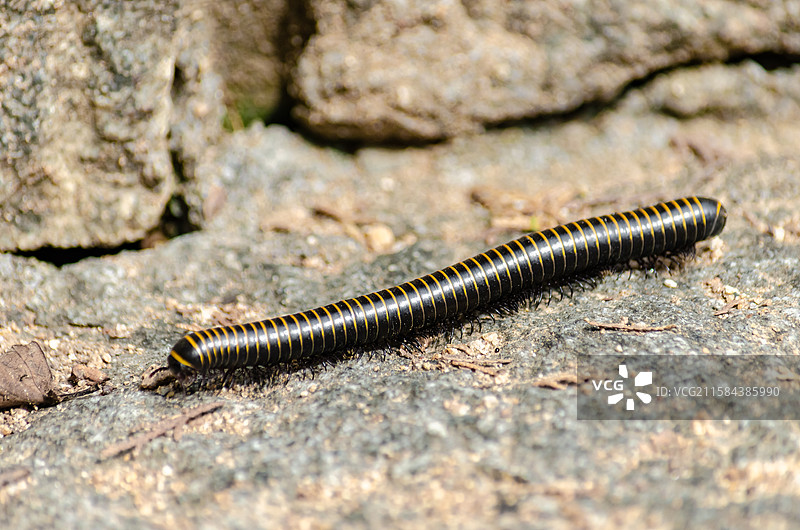 中国野生植物和野外植物拍摄主题，地面和石头上正在爬行的黑色黄色相见的千足虫，户外白昼无人图像摄影图片素材
