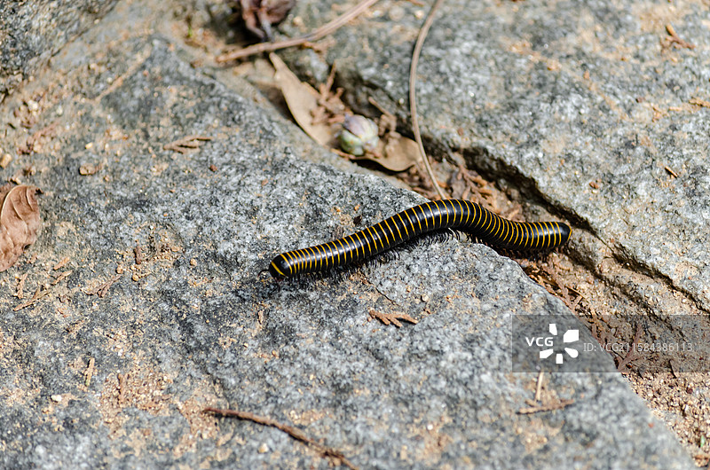 中国野生植物和野外植物拍摄主题，地面和石头上正在爬行的黑色黄色相见的千足虫，户外白昼无人图像摄影图片素材