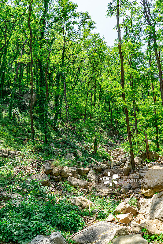 中国自然风光拍摄主题，山东泰安泰山汉东御道风景区，茂密的森林雨林和缠绕的爬山虎，户外白昼无人图像摄影图片素材