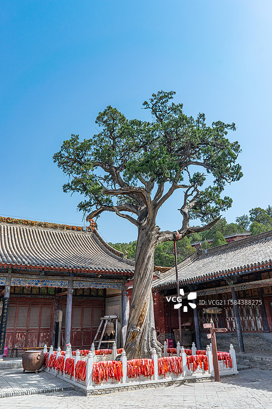 中国山西临汾洪洞县广胜寺旅游景区，大雄宝殿和韦陀殿和古老的唐柏树，户外白昼无人图像摄影图片素材