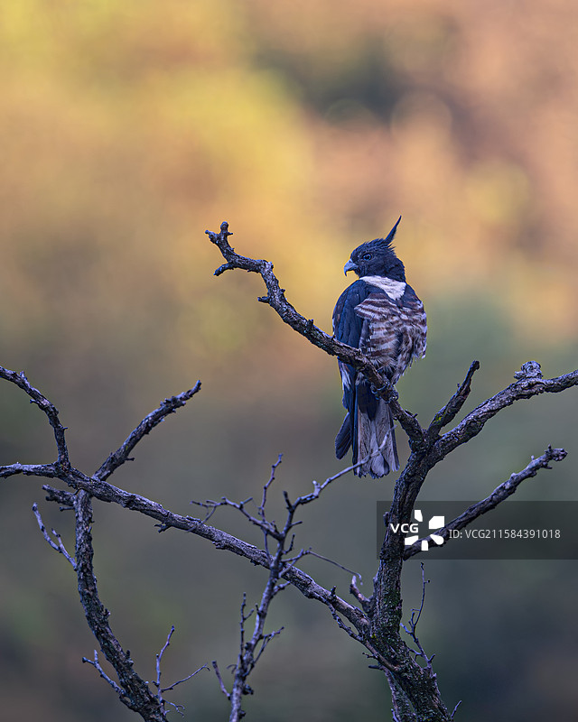 黑冠鹃隼图片素材