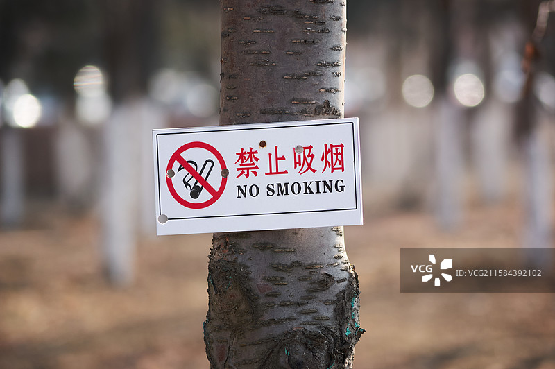 树干上“禁止吸烟”标志特写，树林树木植物，冬季户外风光，人类吸烟禁止，公共空间防火健康危害城市图片素材