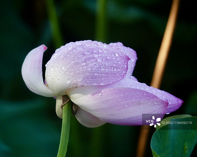 龙潭西湖｜雨后赏荷图片素材
