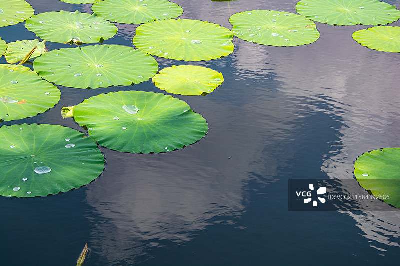 夏日荷塘中翠绿的荷叶图片素材