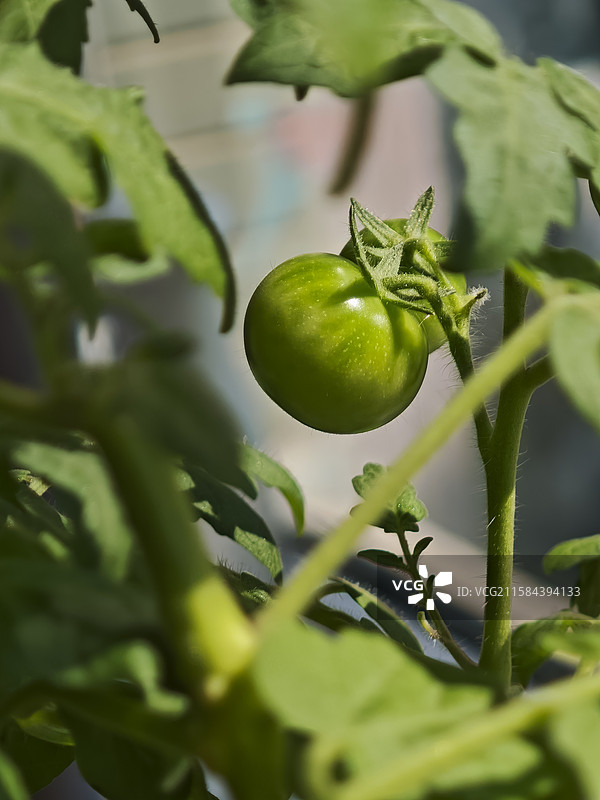 室内花盆中栽培的小番茄结出的果实特写。图片素材