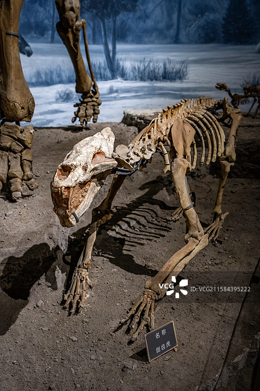 江苏江宁汤山方山国家地质公园博物馆暨南京直立人化石博物馆剑齿虎化石图片素材